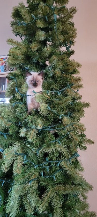 ragdoll cat in christmas tree.