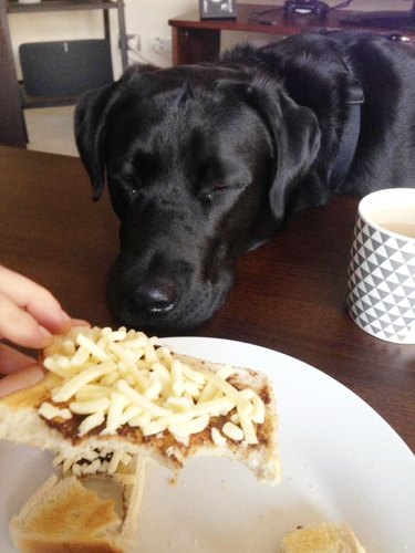 dog pretends to be asleep to steal food
