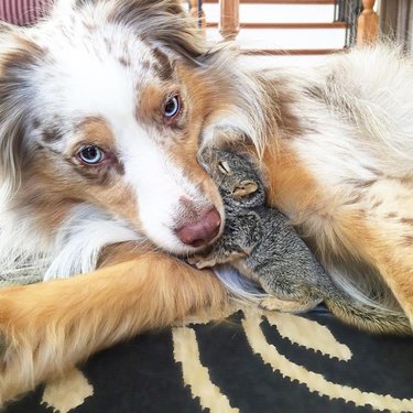 dog and squirrel cuddle