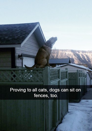 Dog sitting on a fence like he's some kind of cat