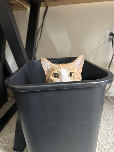 cat hiding in trash bucket.