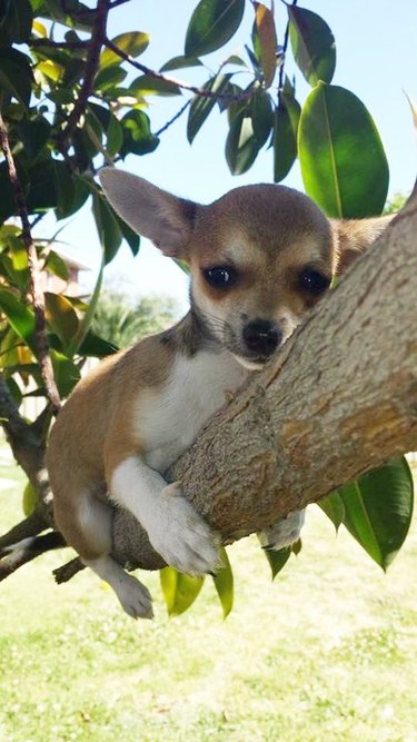 Dogs in trees are the real branch managers