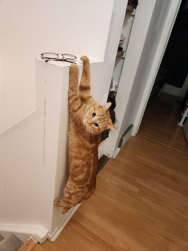 orange cat clinging to ledge.