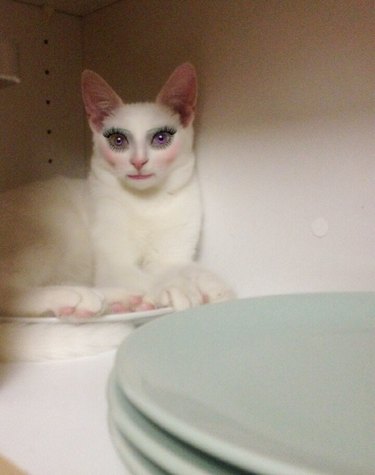 Horrifying picture of a cat that looks like a human because of a makeup app
