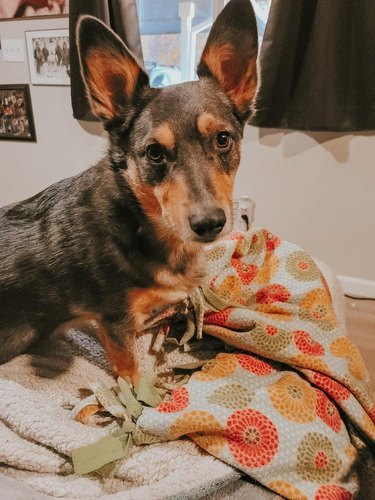 dogs with great eyebrows