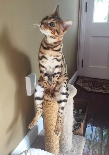 Cat sitting on his scratching post like a people