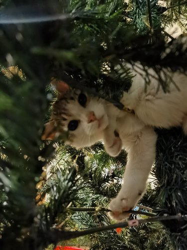 cat climbing inside a christmas tree.