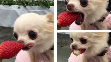 Dog eating a strawberry.