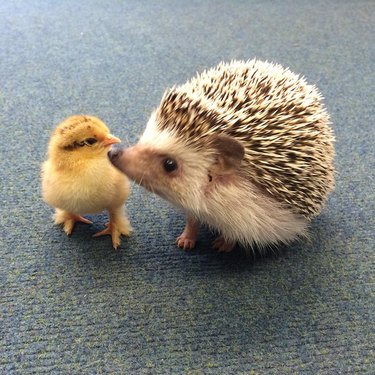 baby chick hugs hedgehog