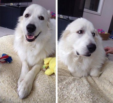 Dog hiding its paws to avoid having its nails trimmed.