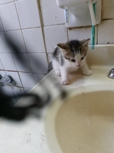 small kitten staring into big sink.