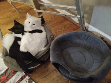 A short haired black cat and a long haired white cat share one cat bed sitting next to an empty cat bed.