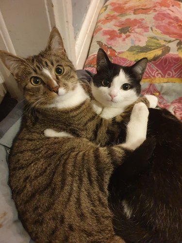 Cuddling pair of cats look at camera.