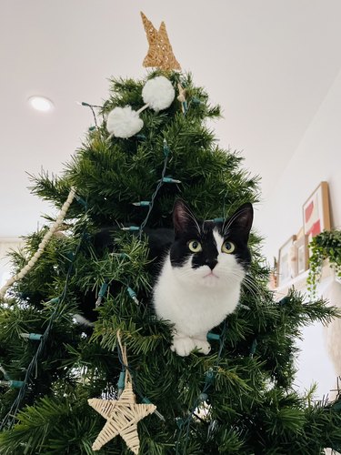 black and white cat is stuck in christmas tree.