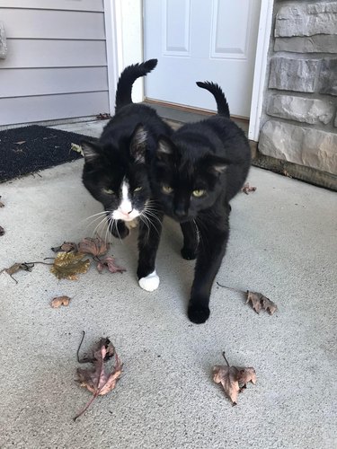 Two senior cats walk side by side.