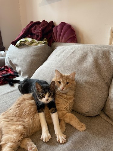 Short haired cat lies on top of long haired cat.