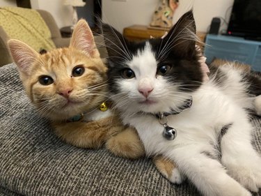 Two kittens one orange and the other black and white lying side-by-side.