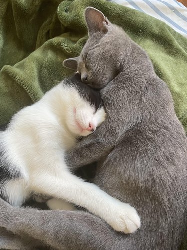 Two sleeping kittens cuddle on a green blanket.