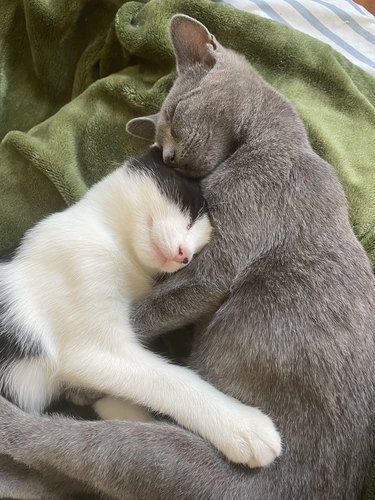 Two store kittens hugging