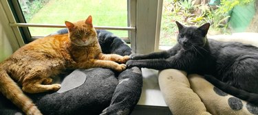 Gray cat reaches out to touch ginger cat's paws while lying in side-by-side cat beds.