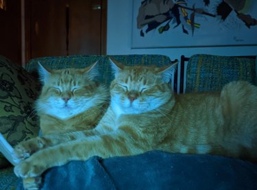 Matching ginger cats lay side-by-side on couch.