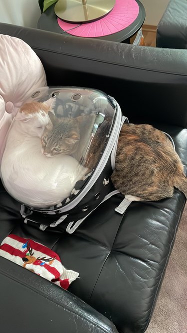 Cat tries to squeeze into occupied cat carrier backpack.