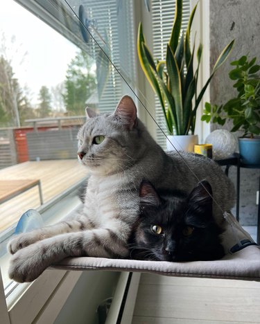 Two cats in a window hammock, one on top of the other.