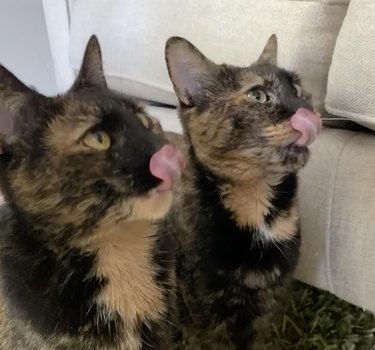 Matching tortoiseshell cats lick their lips at the same time.