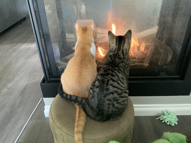 Tabby cat curls tail around ginger cat while sitting side-by-side in front of fireplace.