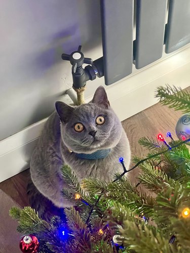 Russian blue cat's mind blow by Christmas tree.