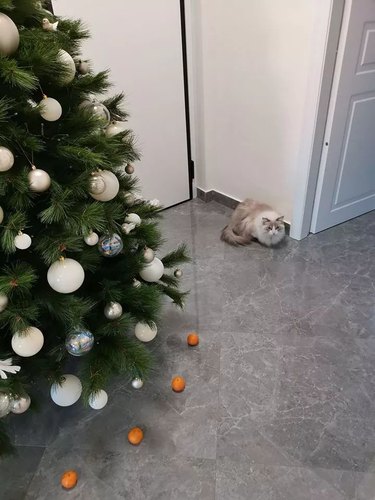 tangerines placed in front of christmas tree to deter cat.