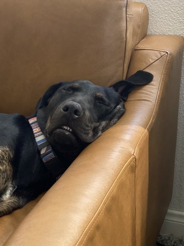 dog sleeping on arm rest of couch