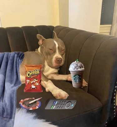 dog sleeping on couch