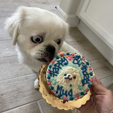 a white dog licking a cake with its face on it.