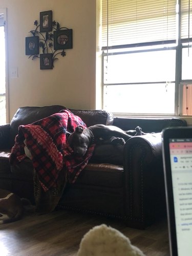 dog sleeps better on couch by pulling cushion down