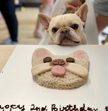 a dog looking at his lookalike cake.