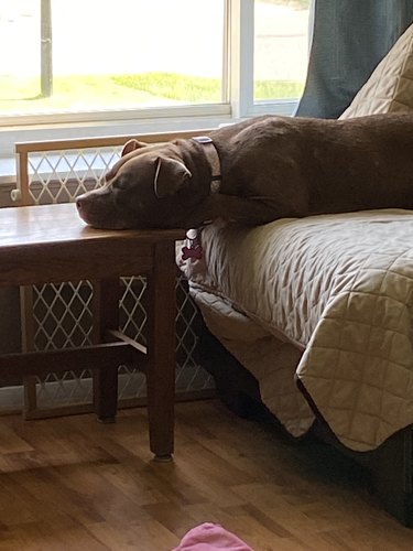 dog resting head on coffee table