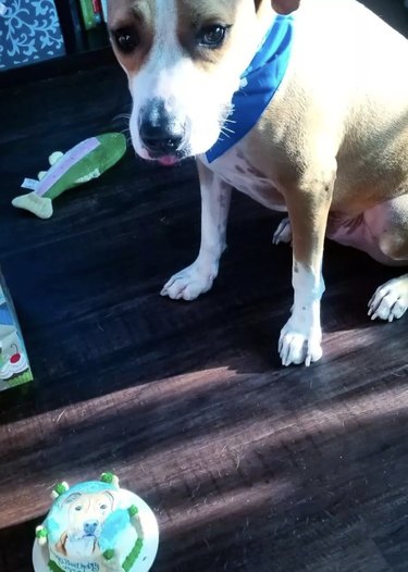 a dog sitting near a tiny cake with its face on it.