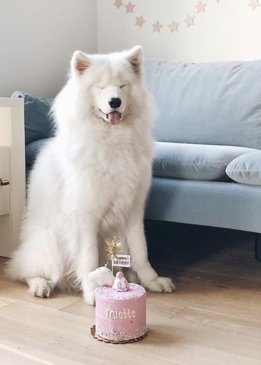 a fluffy white dog with a small pink cake.