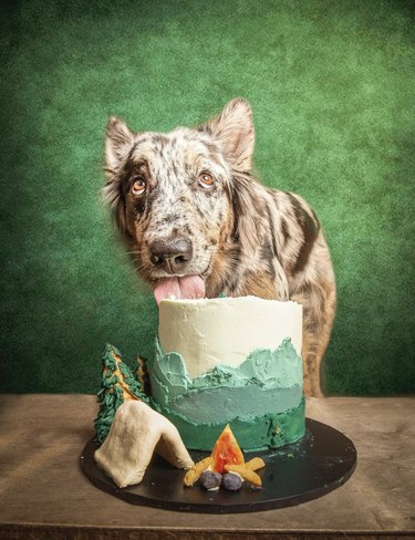 a dog licking a very elaborate wildlife themed cake.