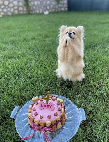 a dog sitting up in front of her birthday cake.