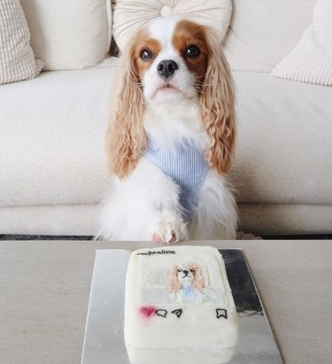 a dog posing in front of a cake with its picture on it.