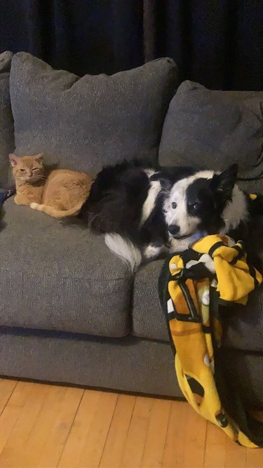cat and dog chilling on couch
