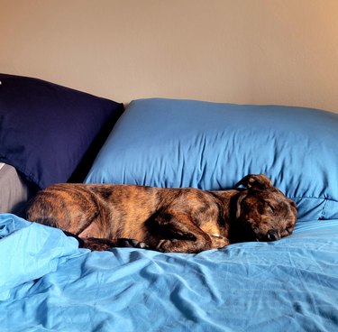 dog sleeping on bed