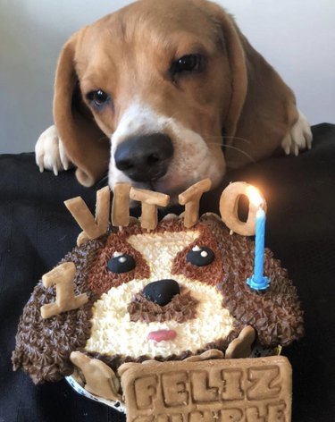 a dog eating his birthday cake that looks like him.