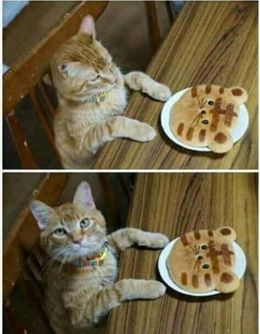 cat not impressed by pancake that looks like cat