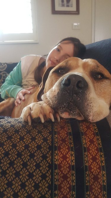 big dog on couch