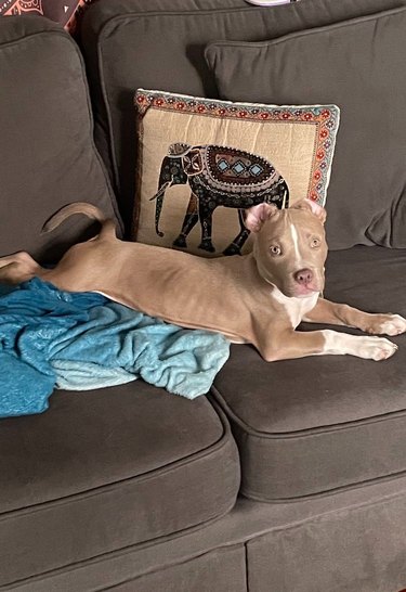 dog sleeping on couch