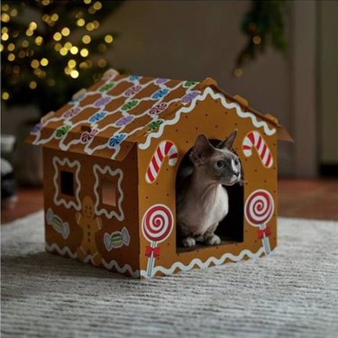 A Siamese cat inside of a Frisco Holiday Gingerbread House Cardboard Cat House Cat Toy