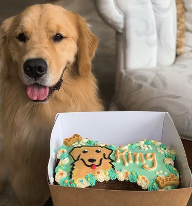 a golden retriever with a cake in its likeness.